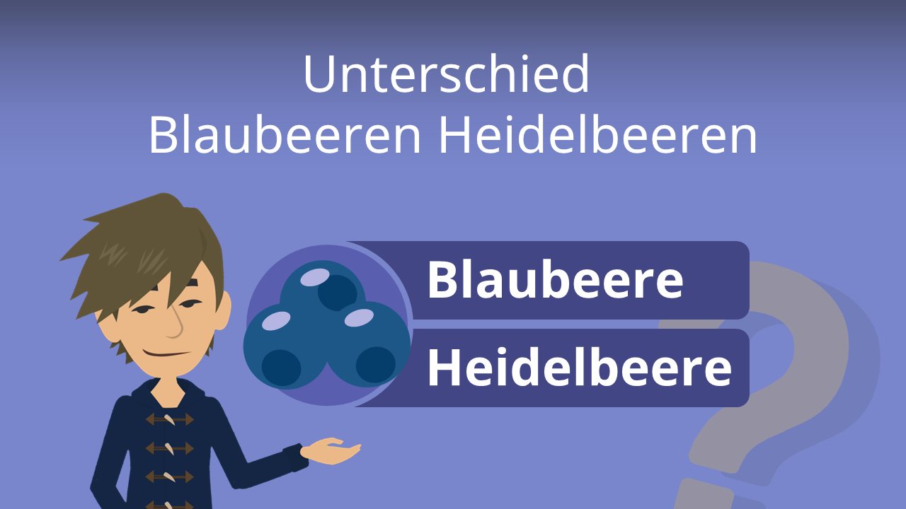 Unterschied Blaubeeren Heidelbeeren • einfach erklärt · [mit Video]