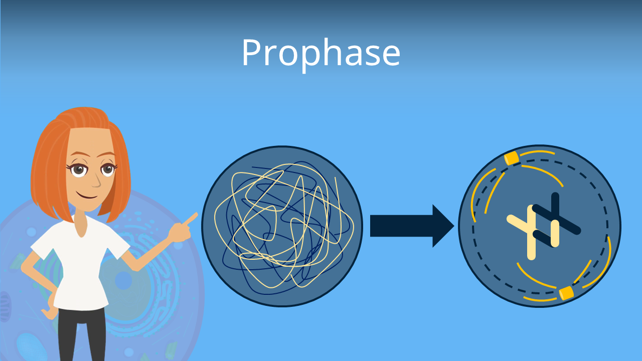 Prophase • Definition und Phasen · [mit Video]