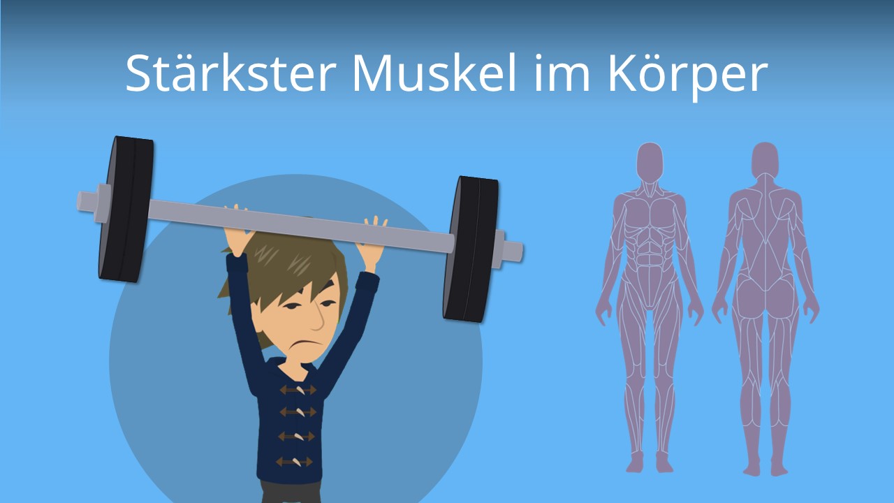 Was Ist Der Stärkste Muskel Im Körper studyflix.de