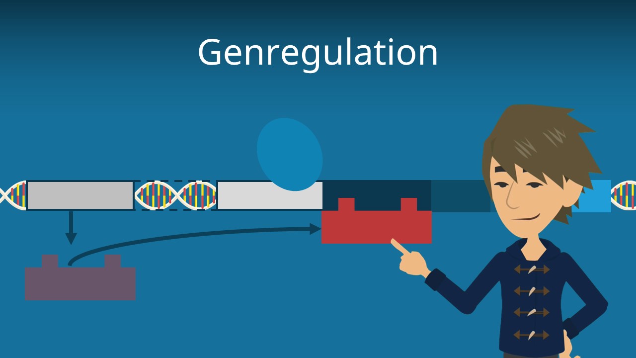 Genregulation • Prokaryoten und Eukaryoten · [mit Video]