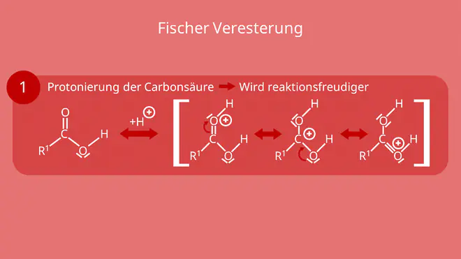 Fischer Veresterung - erster Schritt