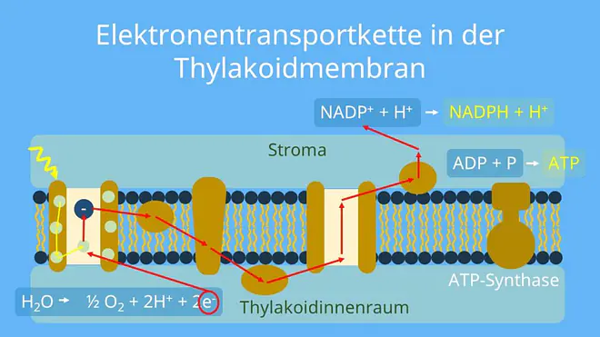 Photosystem I, Photosystem II, Ferredoxin, Plastochinon, Plastocyanin, ATP-Synthase, NADPH, ATP, Photosynthese, Lichtreaktion