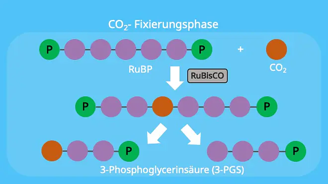 Calvin-Zyklus, RubisCo, Chloroplasten, Stroma, Ribulose-1,5-bisphosphat, 3-Phosphoglycerinsäure