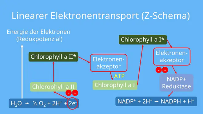 Photosynthese, Photosysteme, Chloroplasten, Thylakoidmembran, Elektronentransportkette, ATP-Synthase, Photophosphorylierung
