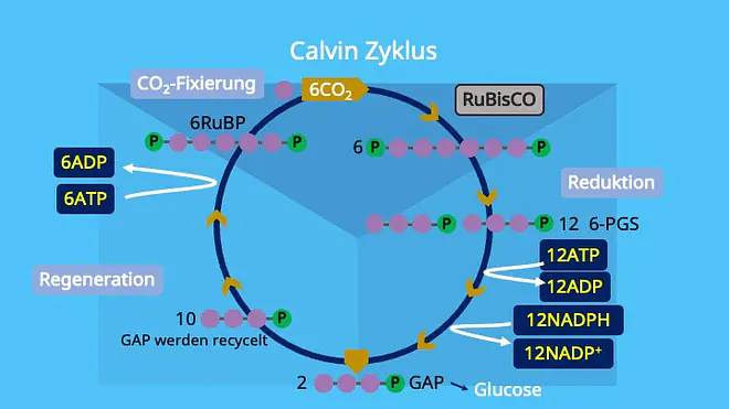 Calvin Zyklus, Photosynthese, Chloroplasten, Stroma, Ribulose 1,5 bisphosphat, Glycerinaldehyd-3-phosphat