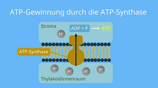 Photophosphorylierung, Chemiosmose, Protonengradient, ADP, Phosphat, Chemisches Potential, elektrisches Potential