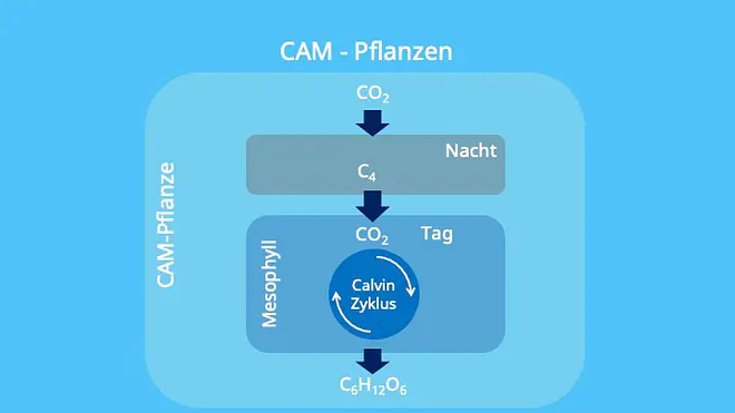 Chloroplasten, Photosynthese, Crassulaceen-Säurestoffwechsel, Malat, Äpfelsäure, Vakuole, PEP-Carboxylase