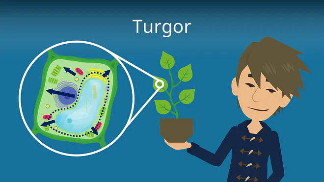 Zum Video: Turgor