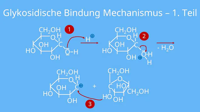 Glykosidische Bindung Mechanismus, Entstehung, Reaktion
