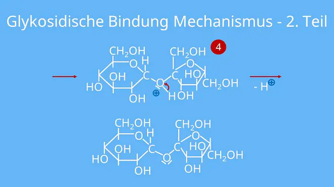Glykosidische Bindung Mechanismus, Entstehung, Reaktion