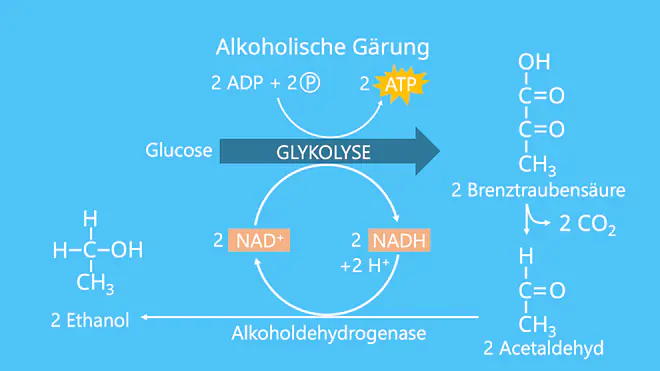 Glykolyse, Glucose, ATP, Brenztraubensäure, Gärung, alkoholische Gärung, Ethanol, Acetaldehyd