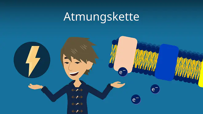 Zum Video: Atmungskette