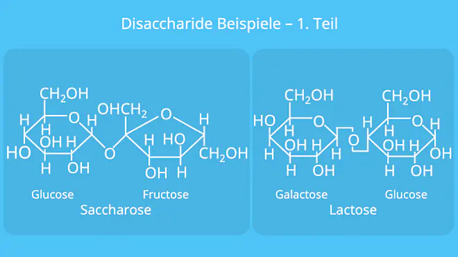 Disaccharide Beispiele, Disaccharid Beispiel, Saccharose, Lactose, Maltose, Trehalose, Cellobiose