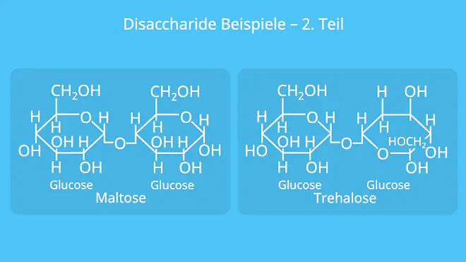 Disaccharide Beispiele, Disaccharid Beispiel, Saccharose, Lactose, Maltose, Trehalose, Cellobiose