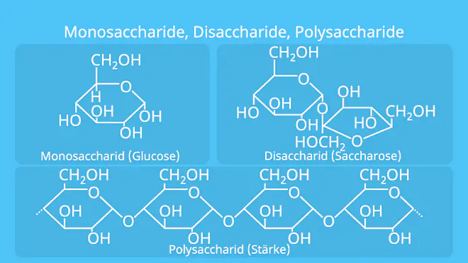 Monosaccharide Disaccharide Polysaccharide, Monosaccharid, Disaccharid, Polysaccharid