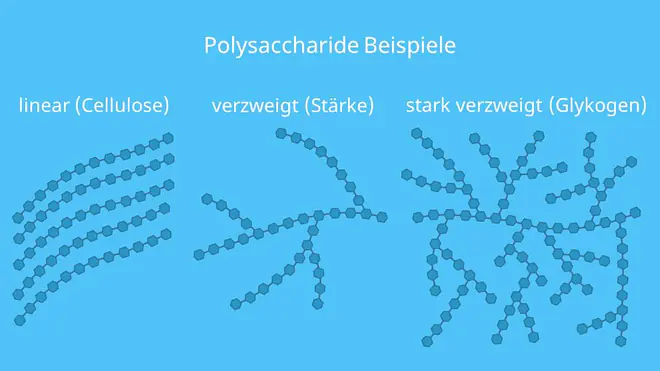 Polysaccharid Beispiel, Polysaccharide Beispiele, Glykogen, Stärke, Cellulose