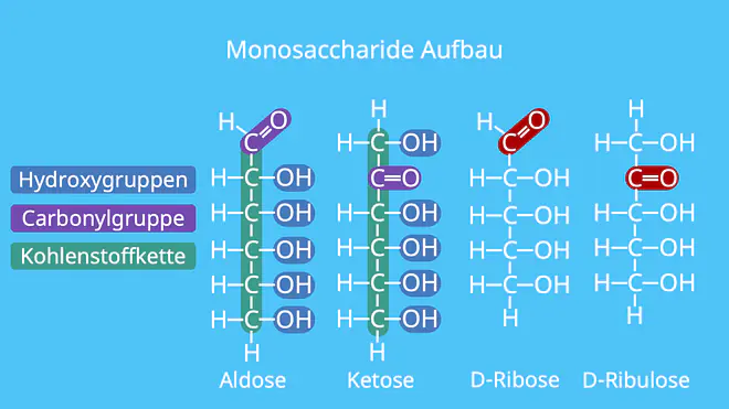 Monosaccharide Aufbau, Struktur, Ribose, D-Ribose, Ketose, Aldose