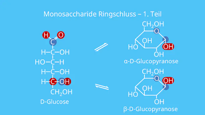 Monosaccharid Ringschluss, Monosaccharide, Struktur, Aufbau, Furanose, Pyranose