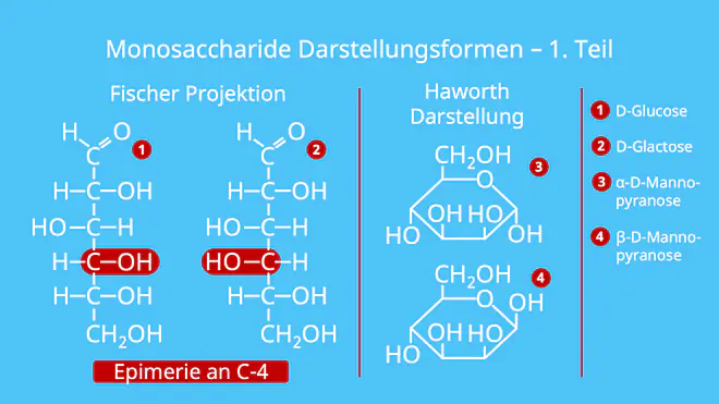 Monosaccharide Darstellung, Darstellungsformen, Fischer Projektion, Haworth Darstellung, Konformationsformel