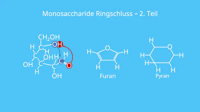 Monosaccharid Ringschluss, Monosaccharide, Struktur, Aufbau, Furanose, Pyranose