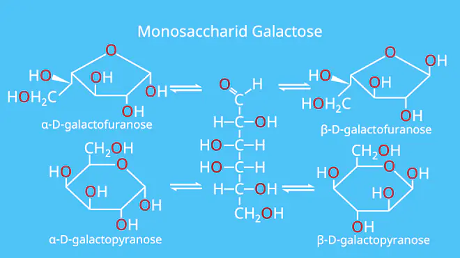 Monosaccharid, Monosaccharide, Galactose, Beispiel, Beispiele