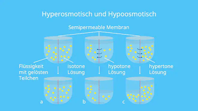 Semipermeable Membran, Flüssigkeit mit gelösten Teilchen, Gleichgewicht, Diffusion, osmotischer Wert, Konzentrationsausgleich