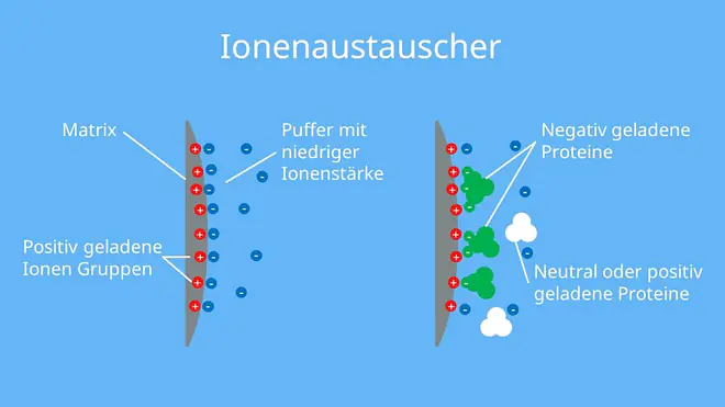 Proteine, mobile Phase, stationäre Phase, Pufferlösung, Säulenchromatografie, Ionen, Biochemie
