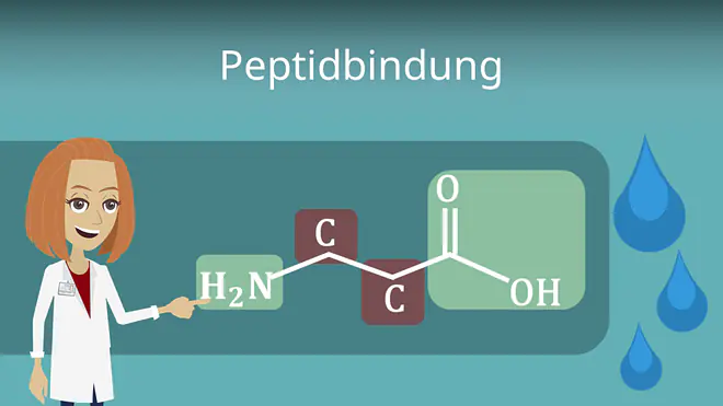Zum Video: Peptidbindung