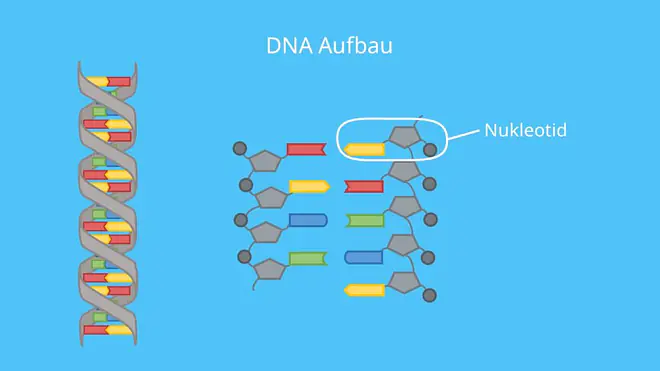 DNA, RNA, Nukleotide, DNA Basen, Proteinbiosynthese, Gen, Phosphat, Doppelhelix, Desoxyribose
