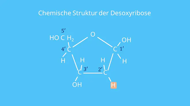 Desoxyribose, Zucker, DNA, Ribose, Sauerstoff, Kohlenstoff, Nukleotid