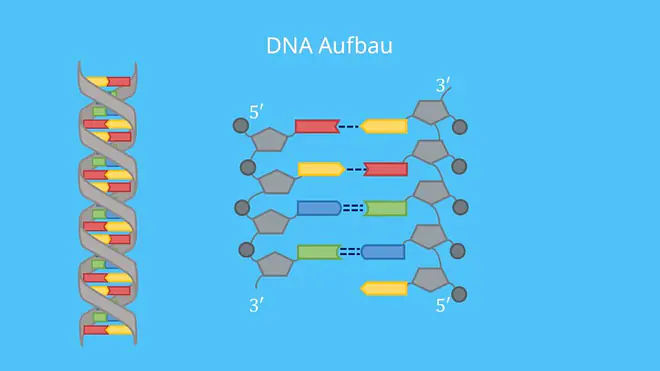 DNA, RNA, Nukleotide, DNA Basen, Proteinbiosynthese, Gen, Phosphat, Doppelhelix, Desoxyribose