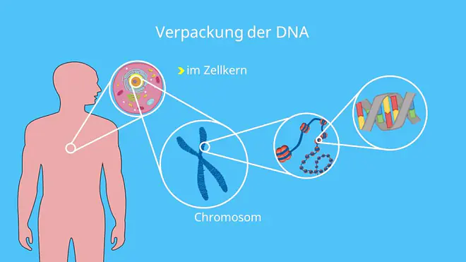 mRNA, DNA, RNA Polymerase, Matrizenstrang, Zellkern, Nukleotide, DNA Basen, Proteinbiosynthese
