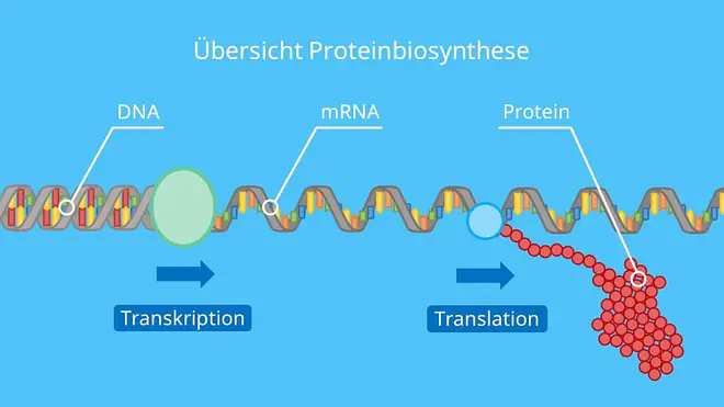 Übersicht Proteinbiosynthese