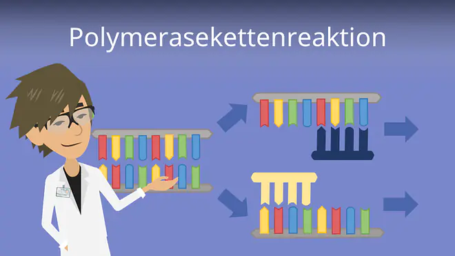 Zum Video: Polymerase Kettenreaktion