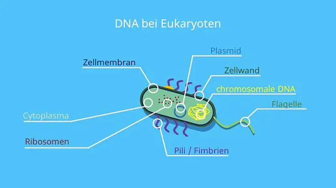 Bakterienchromosom, Plasmid, ringförmig, Doppelstrang, Cytoplasma, Zellplasma, Zellkern, Chromosom, Histone