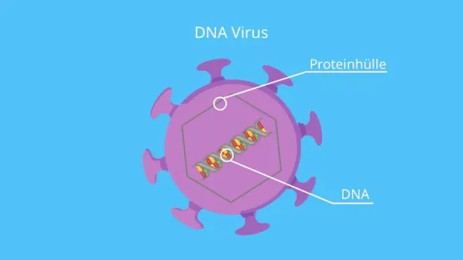 DNA, Kapsid, Nukleinsäure, Bakteriophage, Virushülle