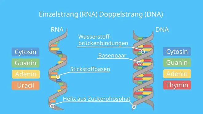 DNA, RNA, Einzelstrang, Doppelstrang, Thymin, Uracil, Desoxyribose, Ribose, Nukleinsäure