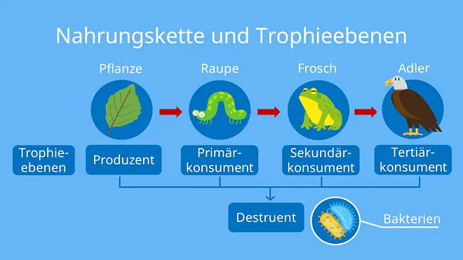 nahrungskette, nahrungskette wald, nahrungsketten, nahrungskette beispiel, nahrungsbeziehungen, nahrungsbeziehungen im wald, was ist eine nahrungskette, nahrungskette definition, nahrungsnetz definition, nahrungskette im wald, nahrungskette wald grundschule, primärkonsumenten, nahrungskette wiese, nahrungsnetz beispiel, endkonsument, nahrungskette tiere, nahrungskette wald beispiel, tertiärkonsumenten, nahrungskette biologie, nahrungsketten im wald, nahrungskette eichhörnchen, sekundärkonsumenten, nahrungsketten beispiele, nahrungsbeziehung, ende der nahrungskette