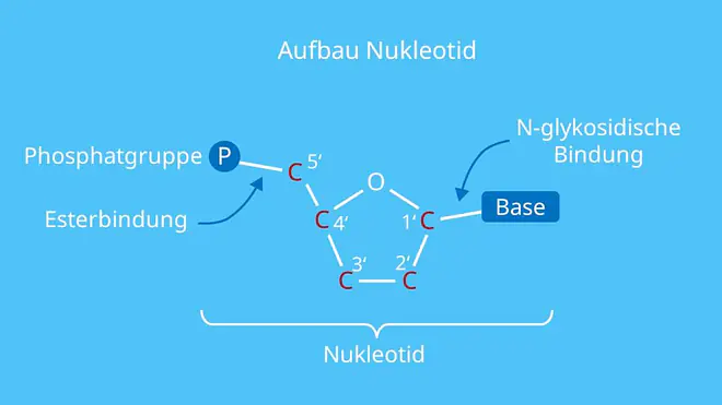 Nukleosid, Nukleotid, N-glykosidsiche Bindung, Base, Esterbindung, Phosphat, Zucker, DNA, RNA