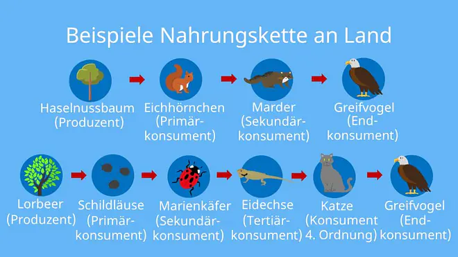 Produzenten, Primärkonsumenten, Pflanzenfresser, Sekundärkonsumenten, Fleischfresser, Konsumenten, Tertiärkonsumenten, Destruenten, Nahrungskette, Nahrungsbeziehungen, Wald, Wiese