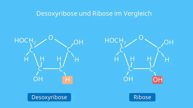 Nukleotid, Ribose, DNA, DNA, Desoxyribose, Nukleosid