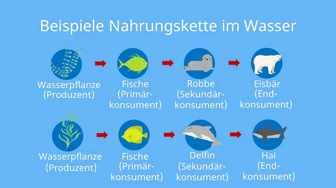 Produzenten, Primärkonsumenten, Pflanzenfresser, Sekundärkonsumenten, Fleischfresser, Konsumenten, Tertiärkonsumenten, Destruenten, Nahrungskette, Nahrungsbeziehungen, See, Meer