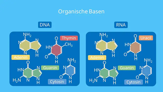 DNA, RNA, Nukleotid, Adenin, Thymin, Guanin, Cytosin, Uracil, Purine, Pyrimidine