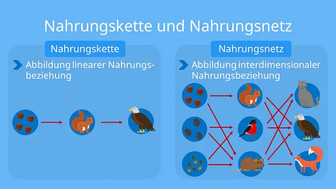 nahrungskette, nahrungsnetz, nahrungskette wald, nahrungsketten, nahrungskette beispiel, nahrungsbeziehungen, nahrungsbeziehungen im wald, was ist eine nahrungskette, nahrungskette definition, nahrungsnetz definition, nahrungskette im wald, was ist ein nahrungsnetz, nahrungskette wald grundschule, definition nahrungsnetz, primärkonsumenten, nahrungskette wiese, nahrungsnetz beispiel, endkonsument, nahrungskette tiere, nahrungskette wald beispiel, tertiärkonsumenten, nahrungskette biologie, nahrungsketten im wald, unterschied zwischen nahrungskette und nahrungsnetz, nahrungskette eichhörnchen, sekundärkonsumenten, nahrungskette und nahrungsnetz, nahrungskette nahrungsnetz, unterschied nahrungskette nahrungsnetz, nahrungsketten beispiele, nahrungsbeziehung, nahrungsnetze, ende der nahrungskette