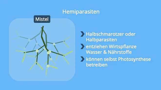 Parasitismus, Schmarotzer, Wirt, Biologie, Befall, Beispiel Mistel