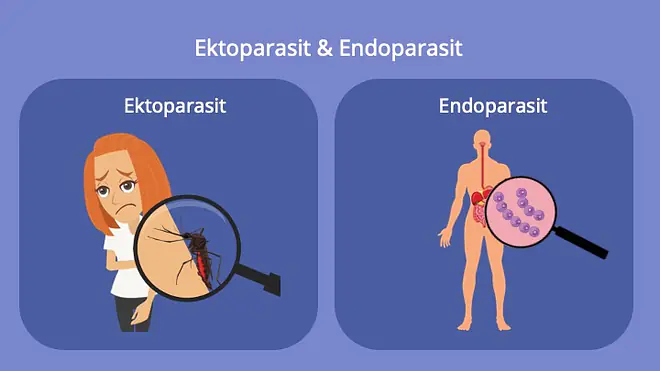 Tierische Parasiten; Parasitismus, Beispiele, Biologie, Schmarotzertum, Schmarotzer
