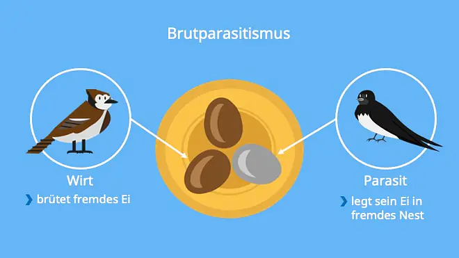 Kuckuck; Parasitismus, Parasit, Wirt, Biologie, Schmarotzertum, Schmarotzer