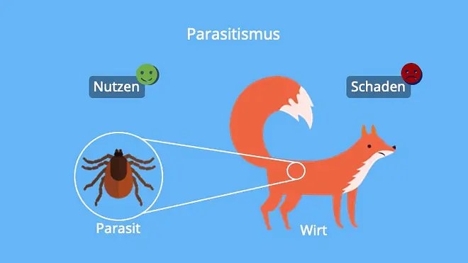 Parasit, Wirt, Interspezifische Wechselwirkung, Ausbeutung, Schmarotzertum, Schmarotzer, Biologie