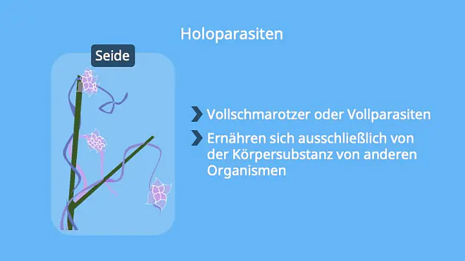 Parasitismus, Parasiten, Schmarotzer, Wirt, Biologie, Beispiel Seide