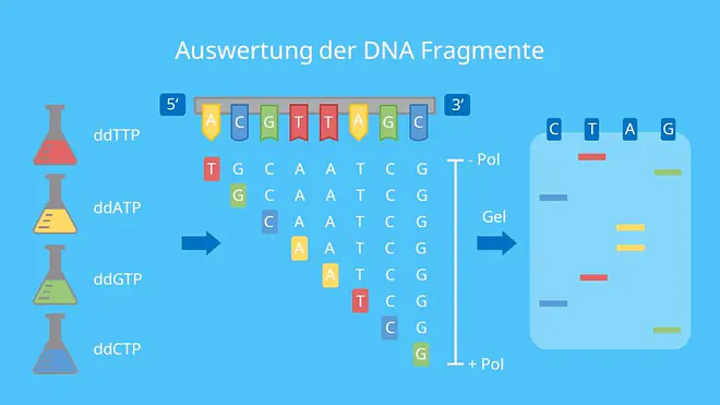 Auswertung der DNA Fragmente, Gelelektrophorese, Fluoreszenz, Laser, Adenin, Thymin, Guanin, Cytosin, DNA Sequenzierung, Sanger Sequenzierung